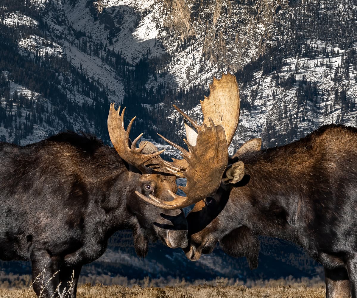 300 megapixels! A very high resolution, large-format VAST photo print of two moose in a field in front of The Teton Range of mountains; national park wildlife photograph created by David David in Grand Teton National Park, Wyoming.