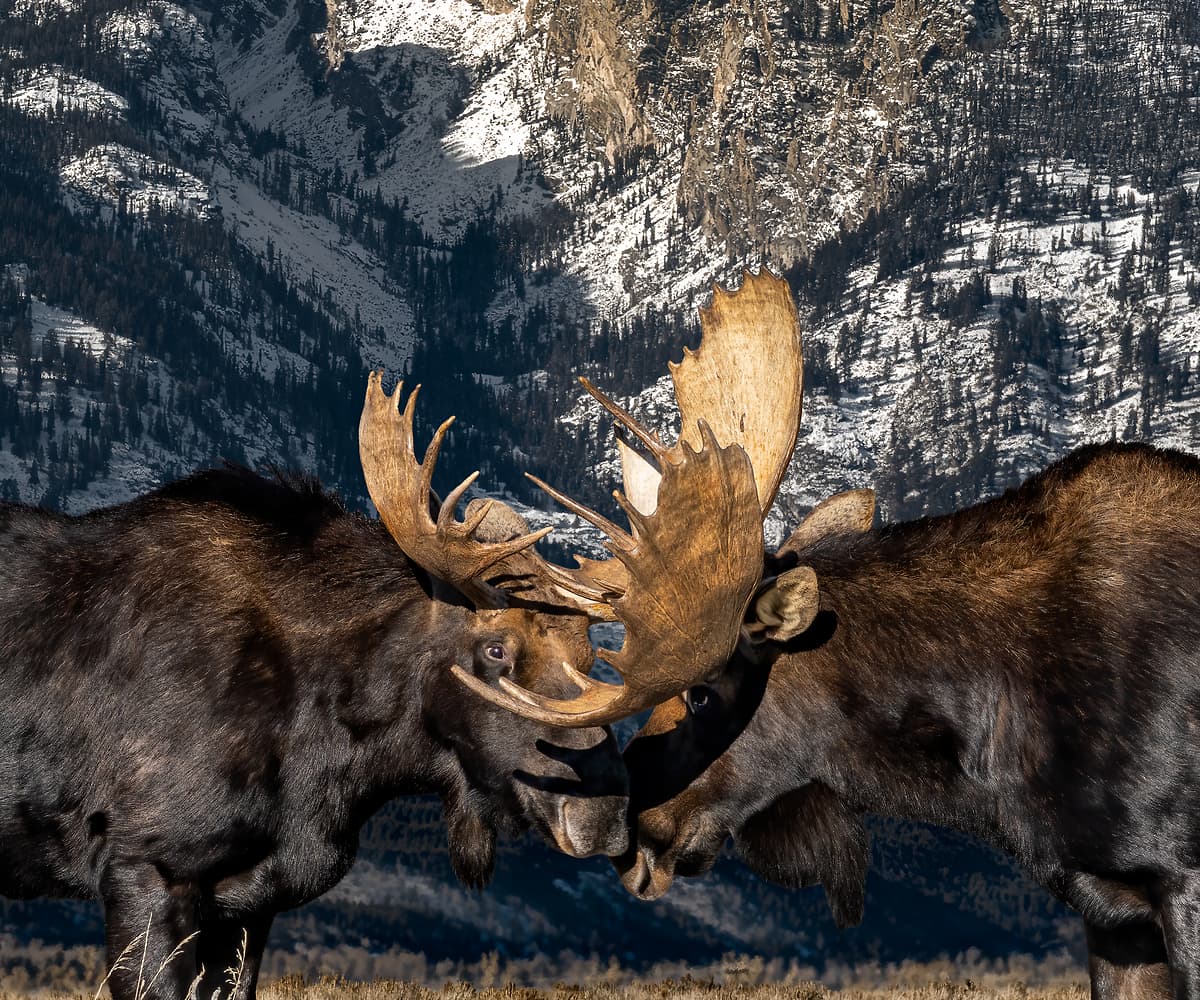 173 megapixels! A very high resolution, big photo print of two moose in a field in front of The Teton Range of mountains; national park wildlife photograph created by David David in Grand Teton National Park, Wyoming.