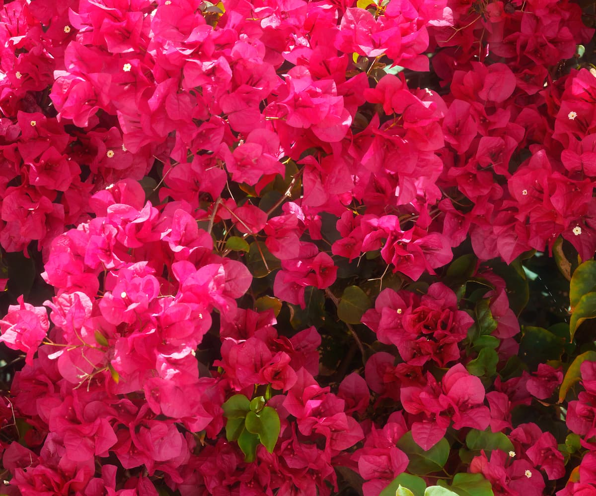 364 megapixels! A very high resolution, large-format VAST photo print of beautiful crimson-colored flowers on a bush; nature photograph created by Phil Crawshay.