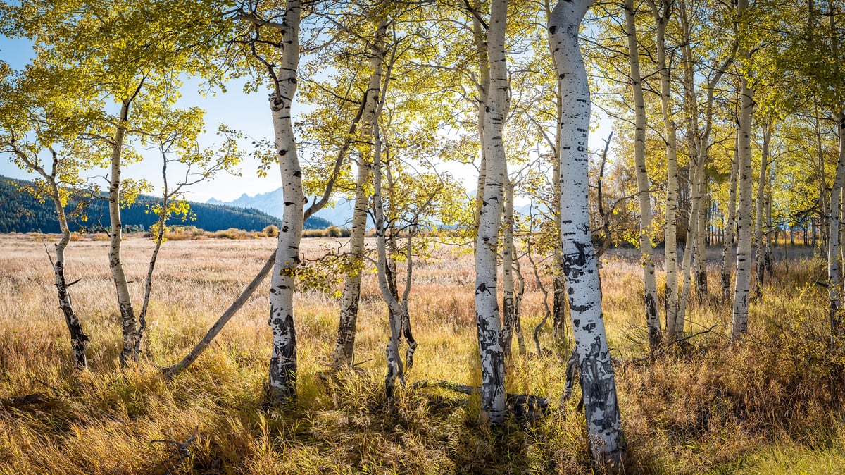 303 megapixels! A very high resolution nature wallpaper of a grove of aspen trees; VAST photo of nature created by Justin Katz in Grand Teton National Park, Wyoming.