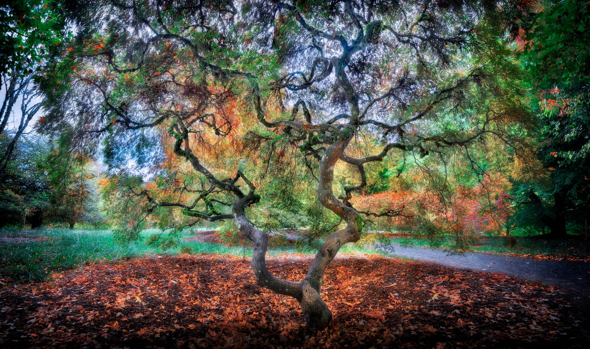 439 megapixels! A very high resolution nature photo of a colorful tree; VAST photo created by Phil Crawshay in Hoyt Arboretum, Portland, Oregon.