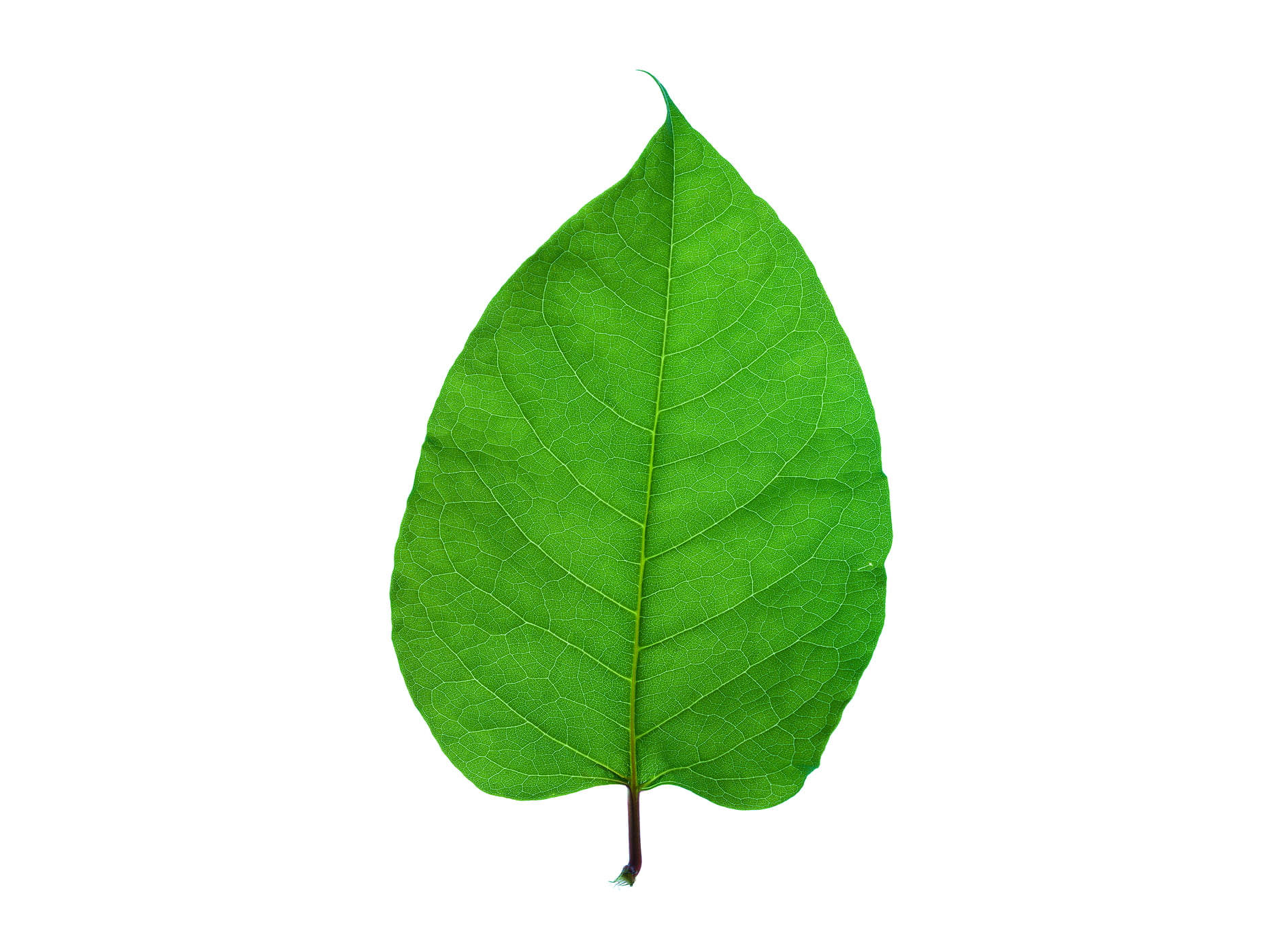 847 megapixels! A very high resolution, large-format VAST photo print of a single green leaf; nature photograph created by Scott Rinckenberger in Snoqualmie Falls Park, Snoqualmie, Washington.