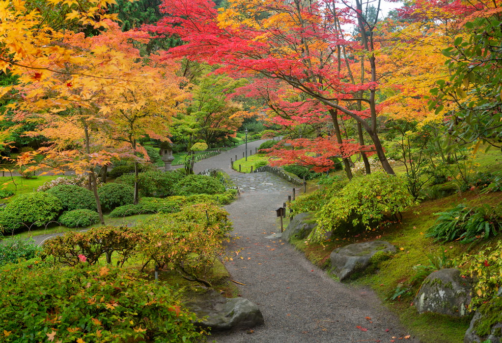 319 megapixels! A very high resolution, large-format VAST photo print of a garden in the fall with colorful fall foliage; nature photograph created by Greg Probst in Japanese Garden, Seattle, WA.