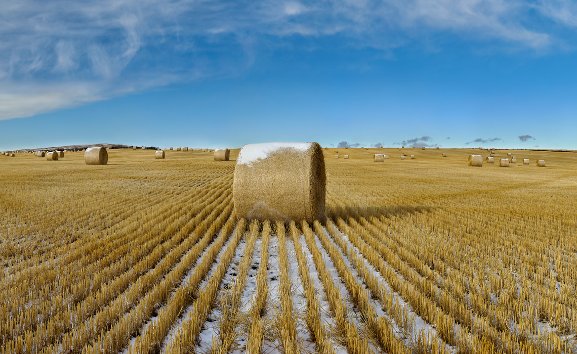 913 megapixels! A very high resolution, large-format VAST photo print of a hay field; landscape photograph created by Scott Dimond in Vulcan County, Alberta, Canada.