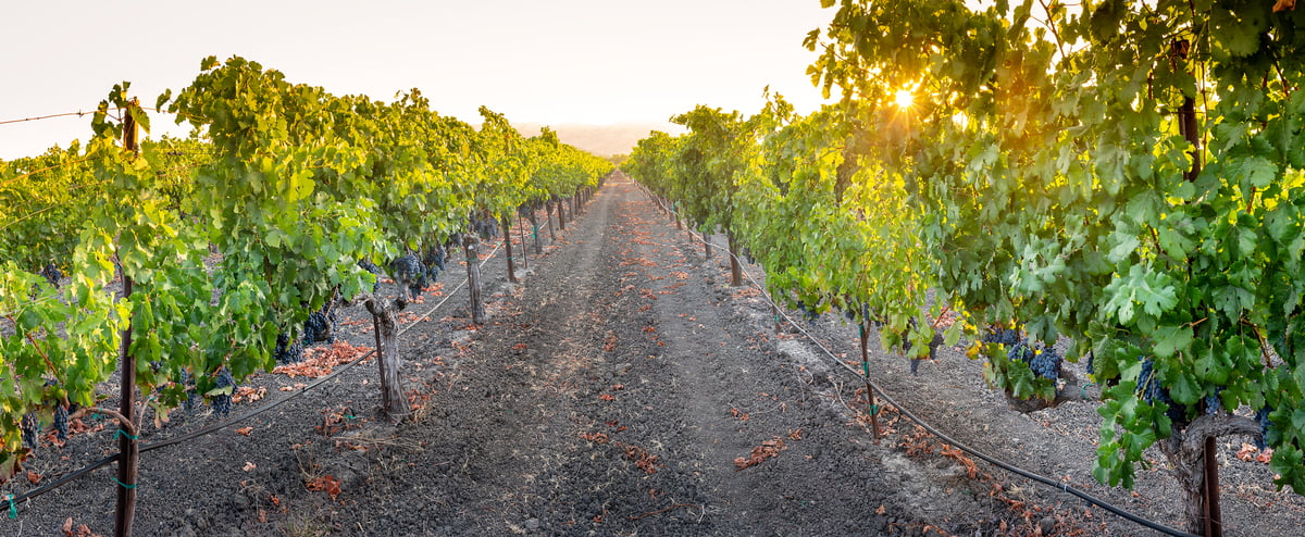 408 megapixels! A very high resolution, large-format VAST photo print of vineyards and wine grapes; photograph created by Justin Katz in Yountville, Napa Valley, California.