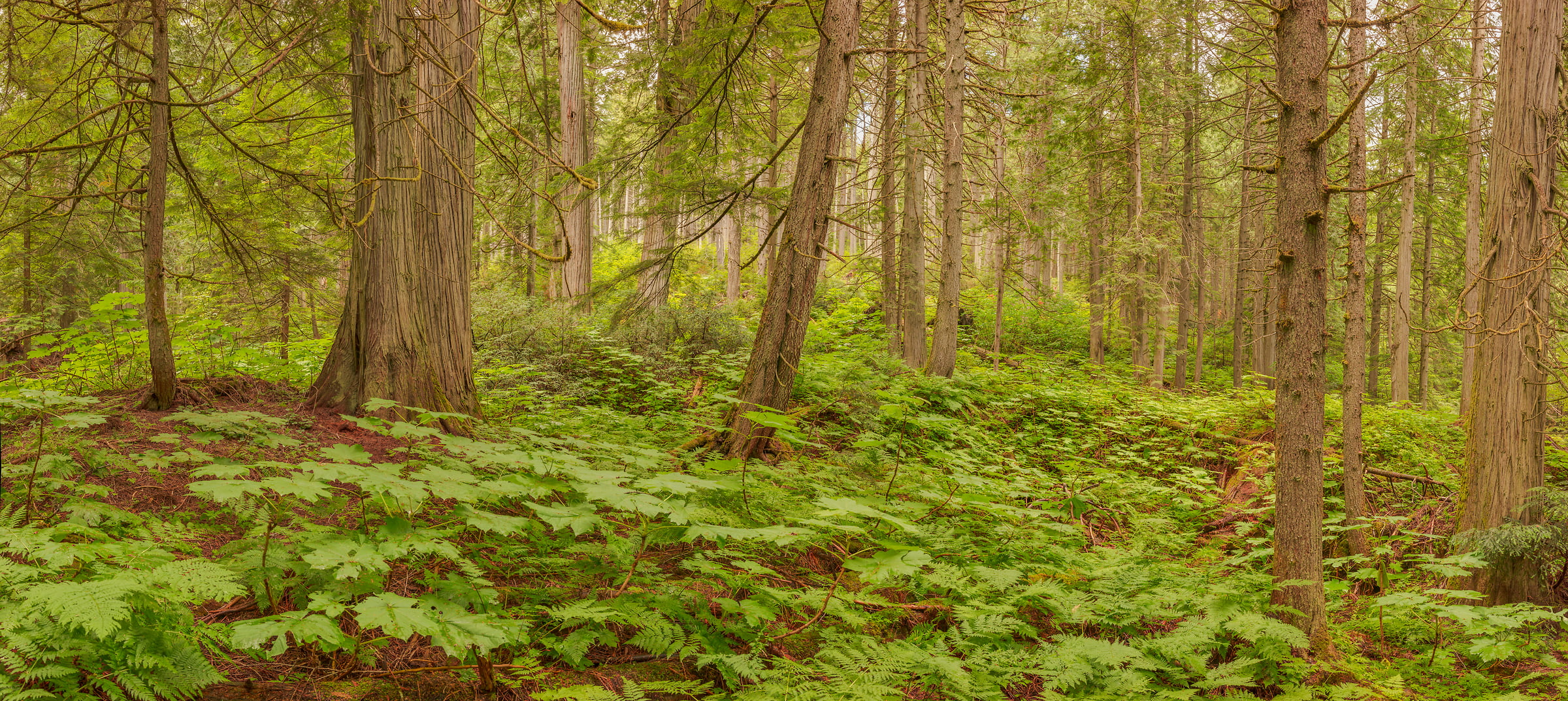 364 megapixels! A very high resolution, large-format VAST photo print of a natural forest scene; photograph created by John Freeman in Giant Cedars Boardwalk Trail, Mount Revelstoke National Park, British Columbia, Canada.