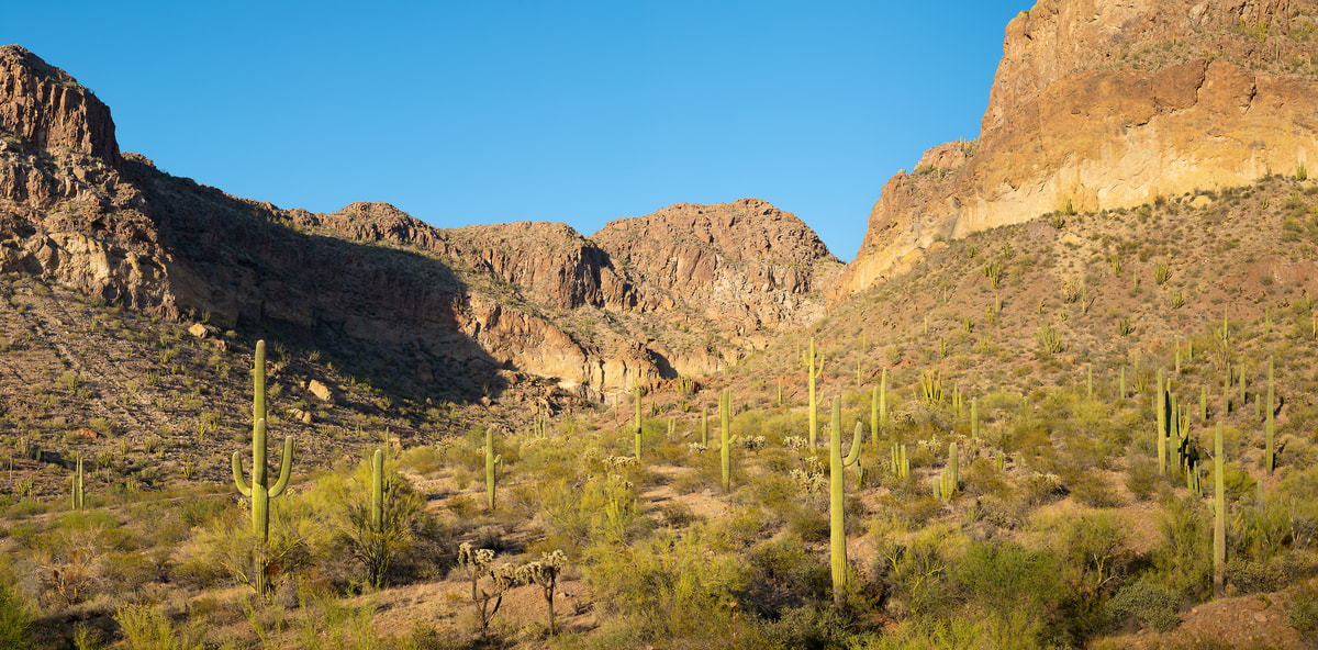 448 megapixels! A very high resolution, large-format VAST photo print of a cactus landscape; photograph created by Greg Probst in Organ Pipe Cactus National Monument, Arizona.