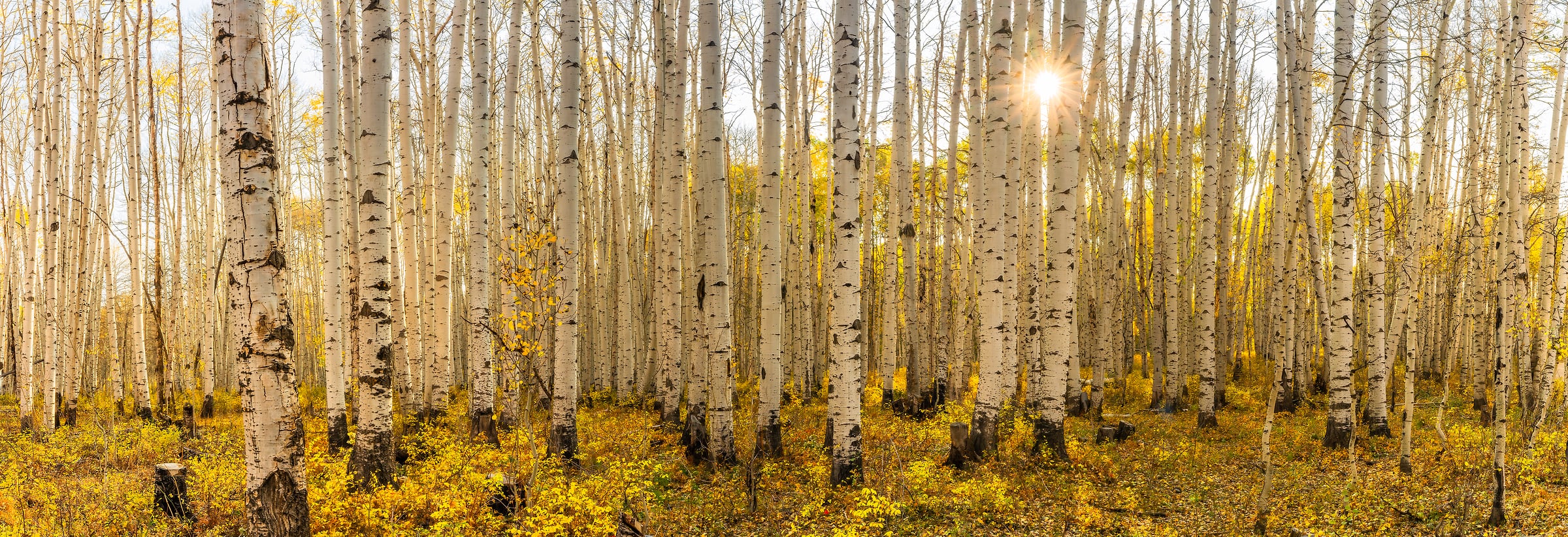109 megapixels! A very high resolution, large-format VAST photo print of aspen trees in autumn with the sun; nature photograph created by Phillip Noll in Mancos, Colorado.