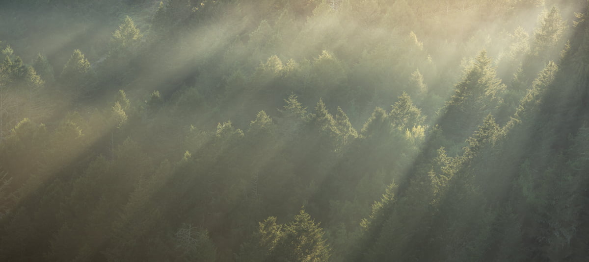 226 megapixels! A very high resolution, large-format VAST photo print of light rays in an evergreen forest; nature photograph created by Jeff Lewis in Mt. Tamalpais, California.