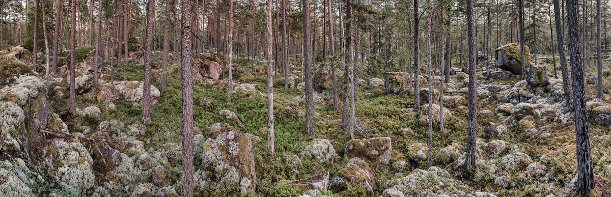 2,548 megapixels! A very high resolution wallpaper photo of a forest; nature photograph created by Alfred Feil in Stora Hammarsjoen, Kallersbo, Smaland, Sweden.