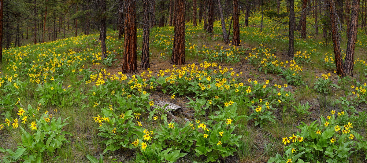 1,205 megapixels! A very high resolution, large-format VAST photo print of flowers on a forest floor; nature photograph created by Scott Dimond in Cranbrook, British Columbia, Canada.