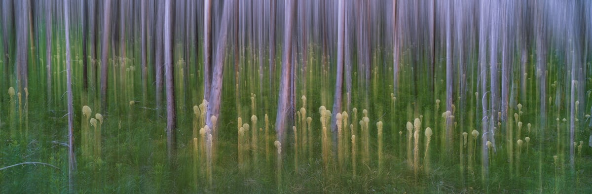 328 megapixels! A very high resolution, large-format VAST photo print of a dreamy abstract forest scene; fine art photograph created by Scott Dimond in Waterton National Park, Alberta, Canada.