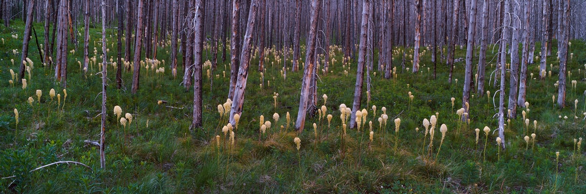 299 megapixels! A very high resolution, large-format VAST photo print of bright flowers growing upwards in dark woods; nature photograph created by Scott Dimond in Waterton Lakes National Park, Alberta, Canada.