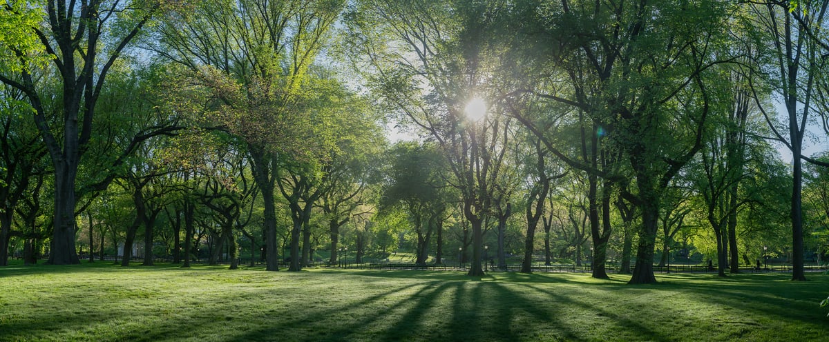 387 megapixels! A very high resolution, large-format VAST photo print of The Mall forest in Central Park; nature photograph created by Greg Probst in Central Park, New York City.
