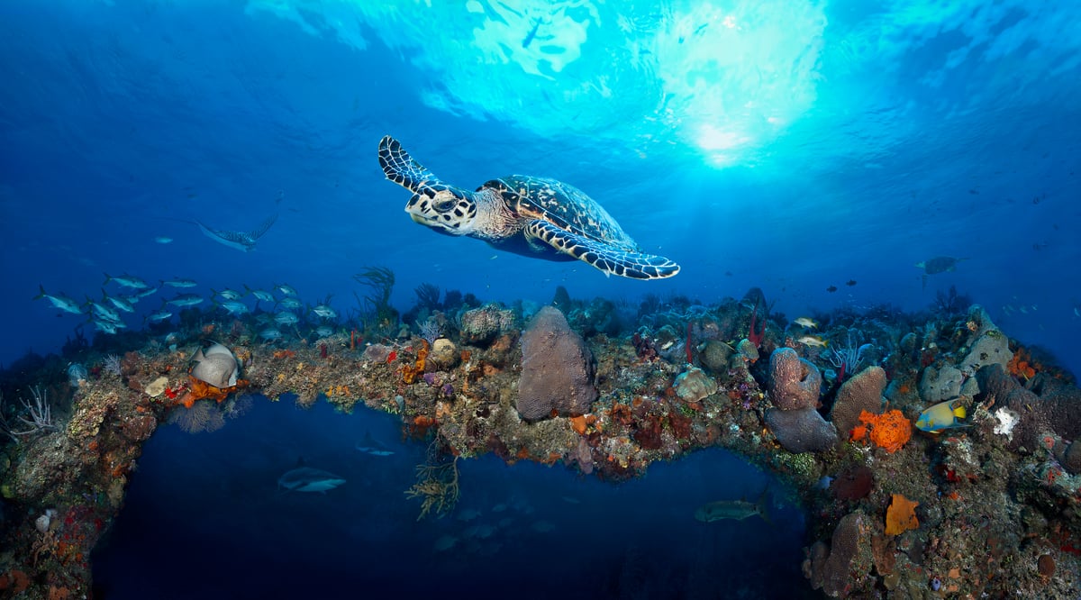 1,046 megapixels! A very high resolution, large-format VAST photo print of a sea turtle swimming over a coral reef arch with many fish swimming; underwater photograph created by Jim Hellemn in Grand Cayman, British West Indies.