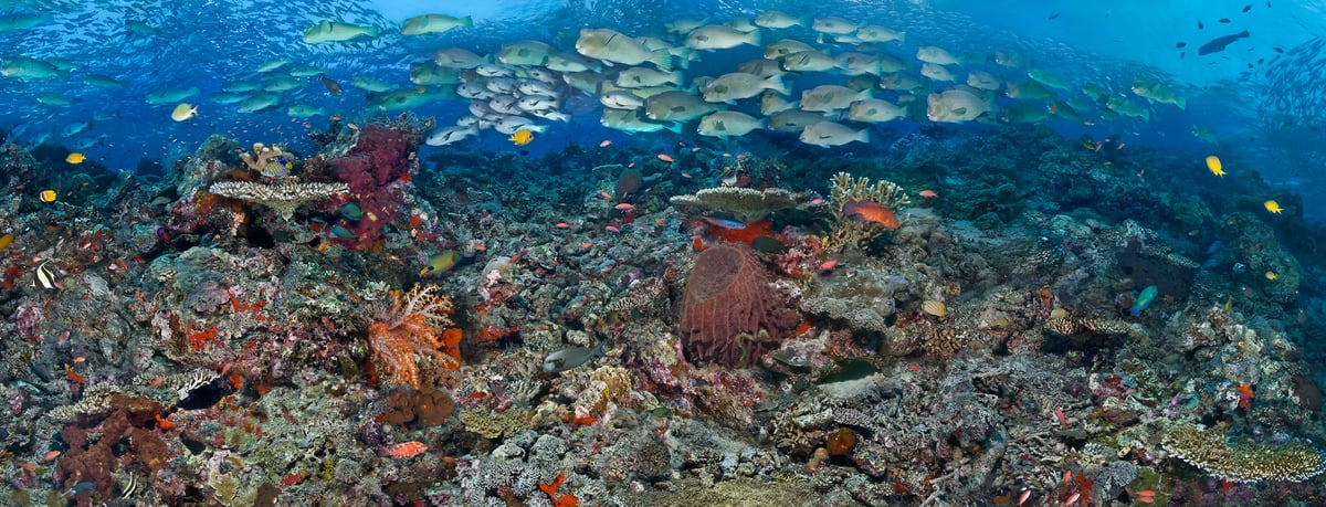 204 megapixels! A very high resolution, big, large-format VAST photo print of a coral reef with schools of fish and colorful coral; underwater photograph created by Jim Hellemn in Sipadan Island, Malaysia.