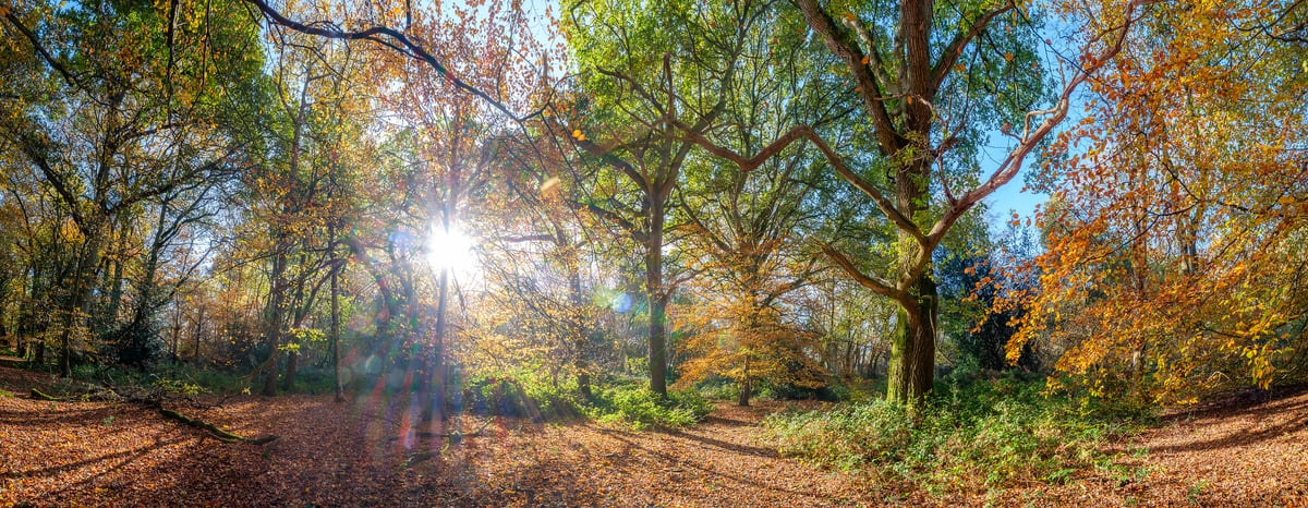 225 megapixels! A very high resolution, large-format VAST photo print of a sunlit forest; nature photograph created by Assaf Frank in Berkhamsted, United Kingdom.