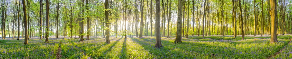 266 megapixels! A very high resolution panorama photo of an idyllic forest at sunrise with beautiful flowers on the floor and sun streaming through the foliage; nature photograph created by Assaf Frank in Micheldever Forest, Hampshire, United Kingdom.