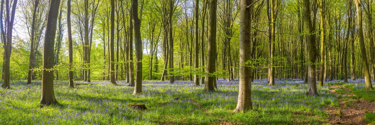 167 megapixels! A very high resolution, large-format VAST photo print of a beautiful forest during springtime with bluebell flowers on the forest floor and fresh green leaves on the trees; nature photograph created by Assaf Frank in Micheldever Forest, Hampshire, United Kingdom.