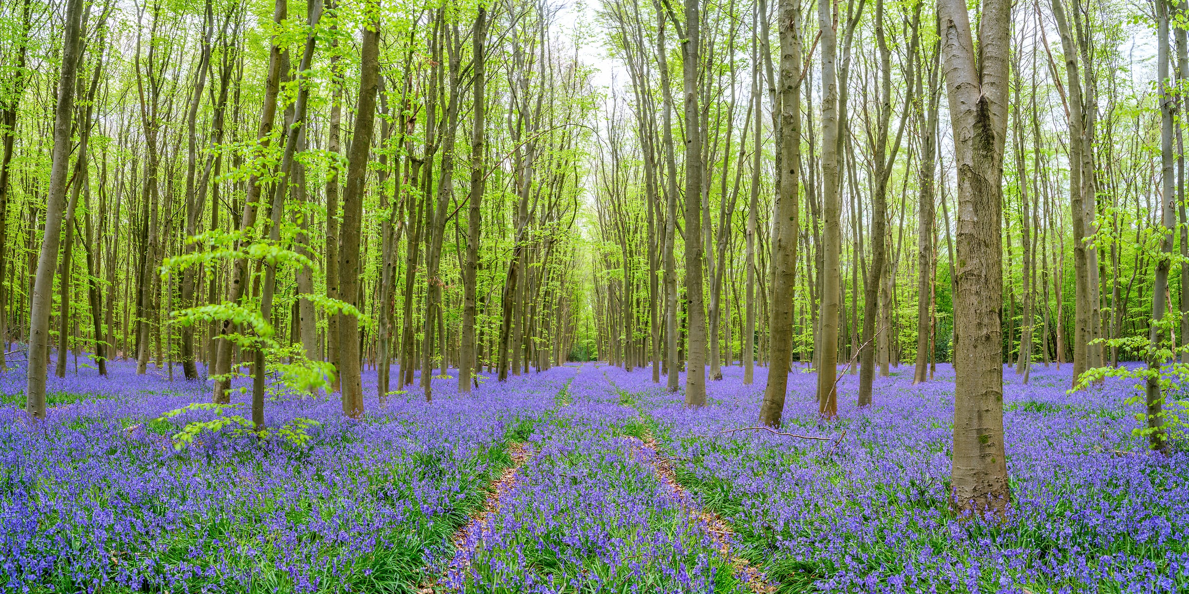 126 megapixels! A very high resolution, large-format VAST photo print of a pathway through a beautiful forest during spring with bluebell flowers on the forest floor and fresh green leaves on the trees; nature fine art photograph created by Assaf Frank in Philipshill Wood, Hertfordshire, United Kingdom.