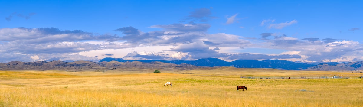 401 megapixels! A very high resolution, large-format VAST photo print of a field with two horses amid golden-colored grass and mountains in the distant background; photograph created by Jerred Zegelis in Colorado.