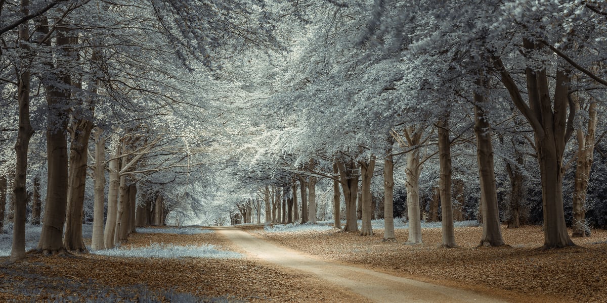 118 megapixels! A fantasy photo of a pathway through the woods with white leaves on the trees; fantasy photograph created by Assaf Frank in Hatfield, United Kingdom.