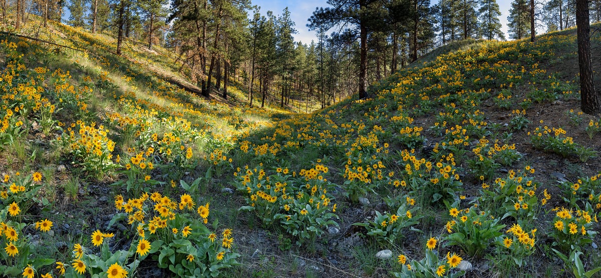 1,877 megapixels! A very high resolution, large-format VAST photo print of an opening in the woods covered in yellow wildflowers; nature photograph created by Scott Dimond in East Kootenays, British Columbia, Canada.
