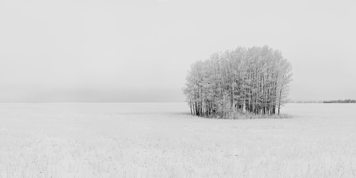 354 megapixels! A very high resolution, large-format fine art photo print of a winter scene with a grove of snow-covered trees in a field covered in snow; black & white photograph created by Scott Dimond in Wheatland County, Alberta, Canada.
