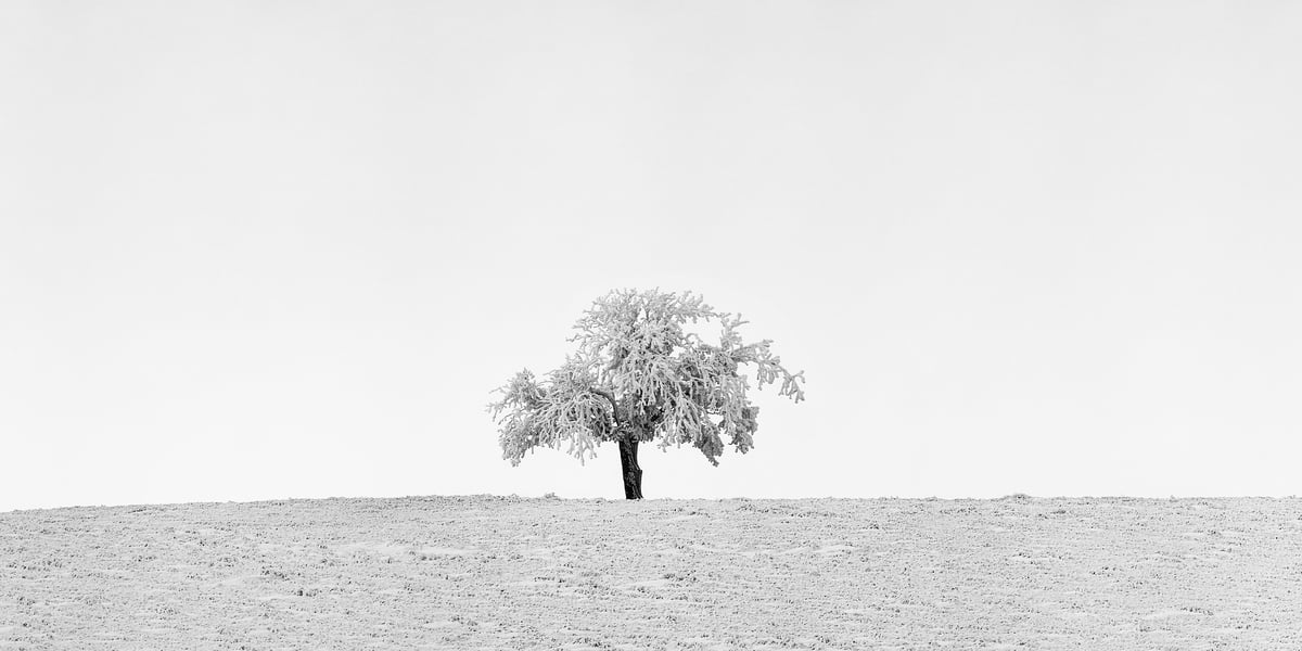 131 megapixels! A very high resolution, large-format, fine art photo print of a snowy tree in a field covered with snow; black & white photograph created by Scott Dimond in Wheatland County, Alberta, Canada.