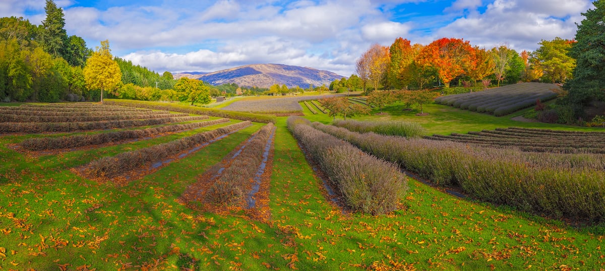 1,256 megapixels! A very high resolution, large-format VAST photo print of a beautiful flower farm on a hillside in autumn; landscape photograph created by John Freeman in Wanaka, New Zealand.